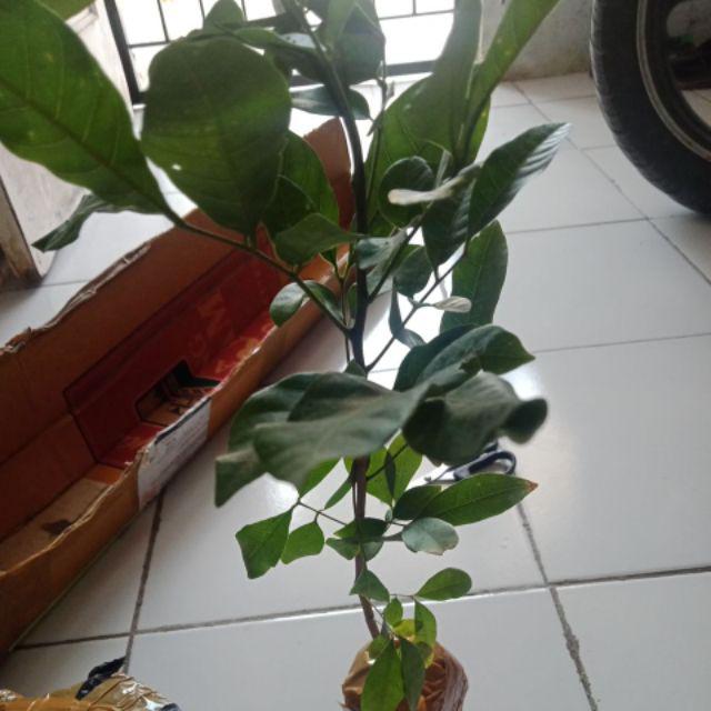 Diskon Bibit Tanaman Buah Persik