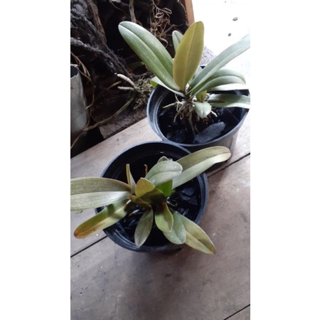 ANGGREK DORITIS PLANT 2-5 + SOFT POT