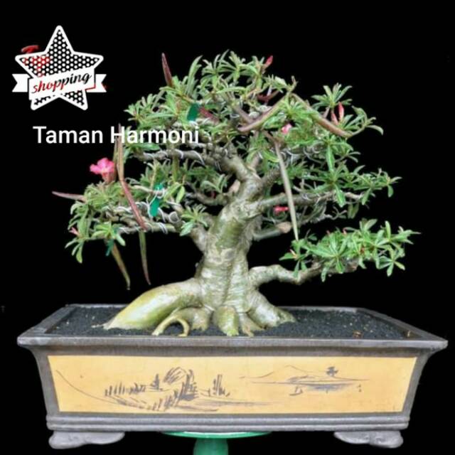 Tanaman Hias Adenium cabang seribu - Bibit adenium cabang banyak