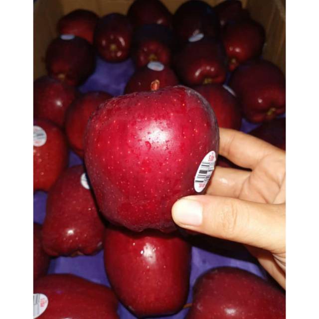 

APEL MERAH WASHINGTON 500GR MANIS SEGAR