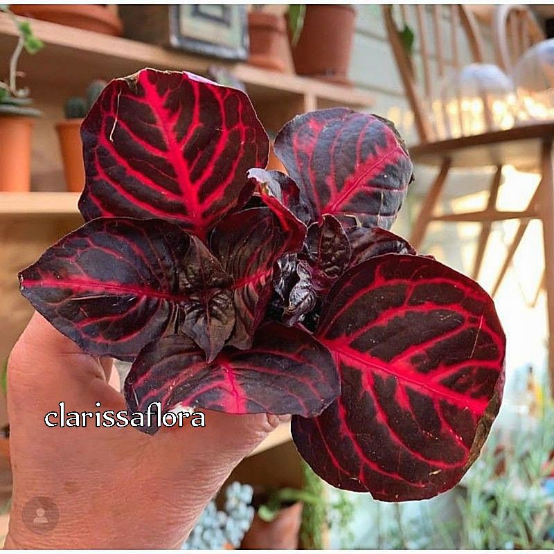 TANAMAN HIAS MIANA GARIS MERAH - POHON MIANA