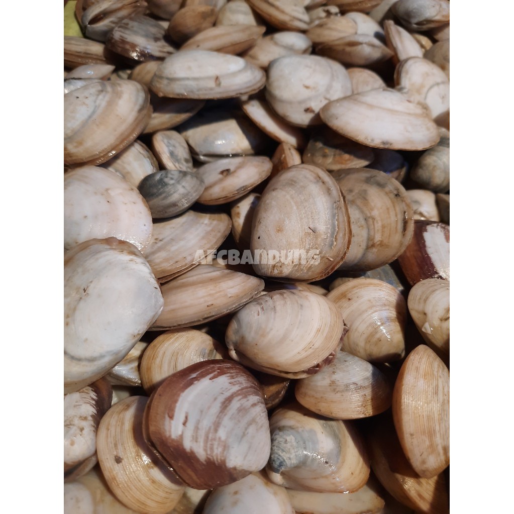 

Kerang Madu 1kg