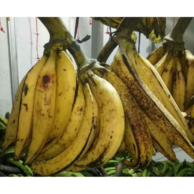 

pisang tanduk 1kg