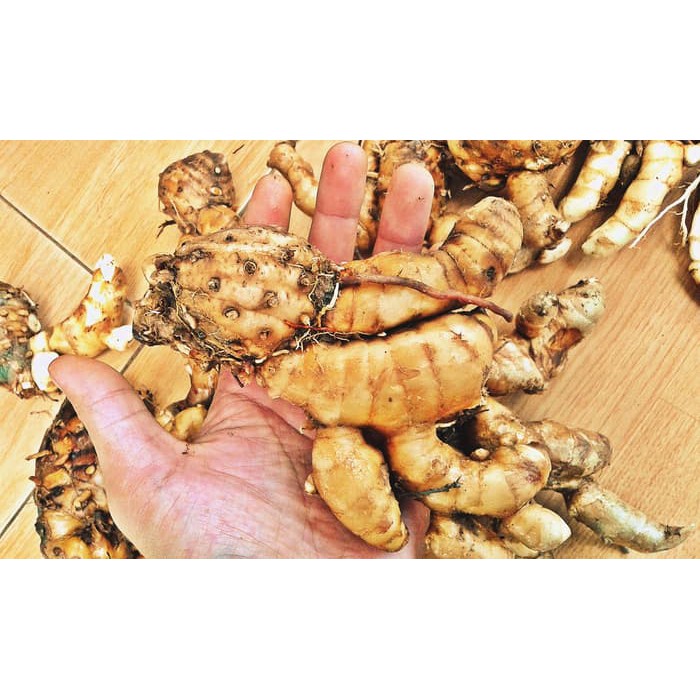 

TEMU PUTIH CURCUMA ZEDOARIA SEGAR KONENG BODAS GEDE