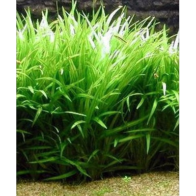 Echinodorus Xingu ( Tanaman Aquascape Tanpa Co2 )