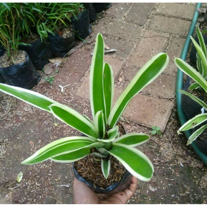 Jual Tanaman hias bromelia varigatha - Bromelia varigata | Shopee Indonesia