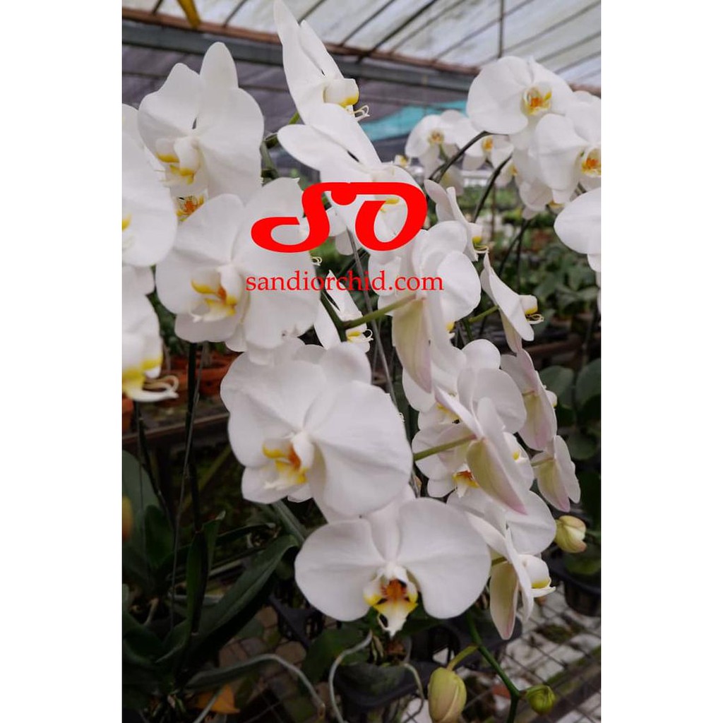 Produk Ready Anggrek Bulan Putih Lidah Kuning