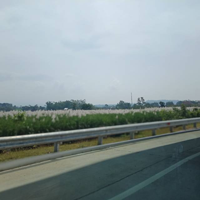 itadarojatalaliyah13