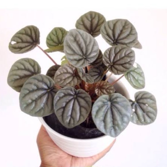 Tanaman Hias Peperomia Caperata Silver Peperomia Silver