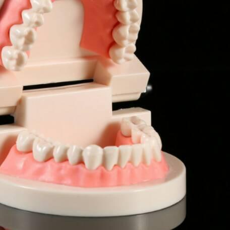 ™ Alice dental model study edukasi dokter gigi phantom studi rahang gigi typodont gusi karet alat pe