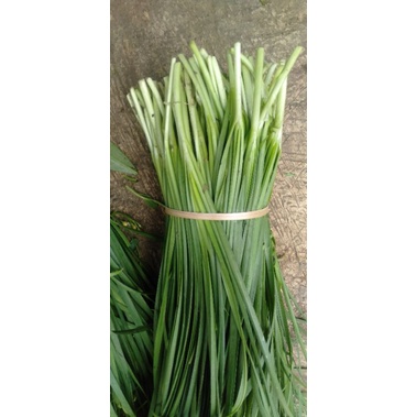 

Daun Kucai Kuncai Khucai segar se ikat