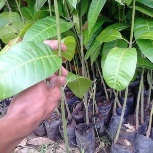 BIBIT BUAH MANGGA SEEDLING SEMAI BIJI UNGGUL
