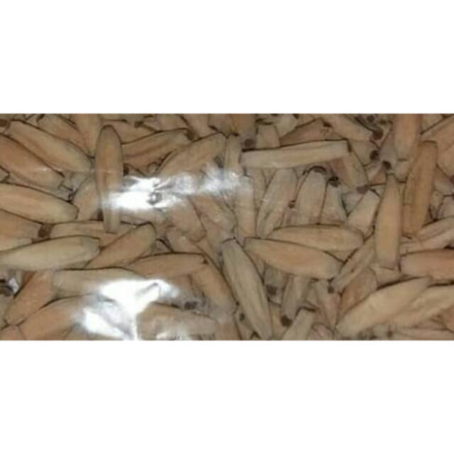 Benih/bibit Biji bunga kamboja/adenium ARABICUM ,THAISOCO & ARAB YELLOW