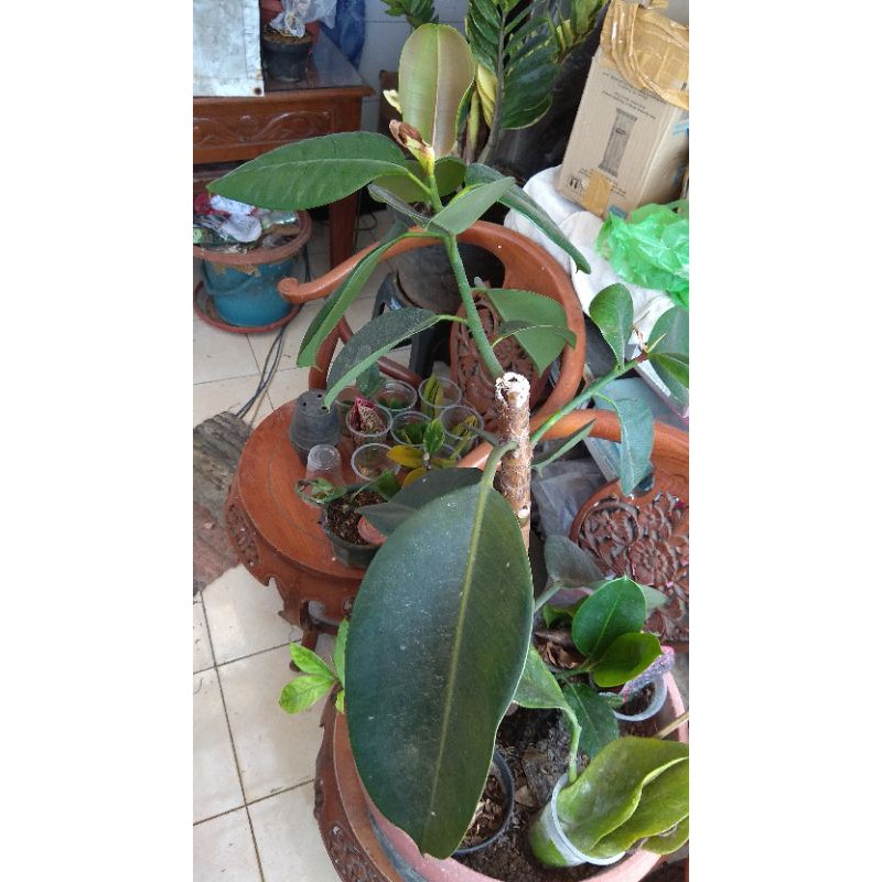 Promo Karet Kebo Tineke Burgundy Bergundi Hitam