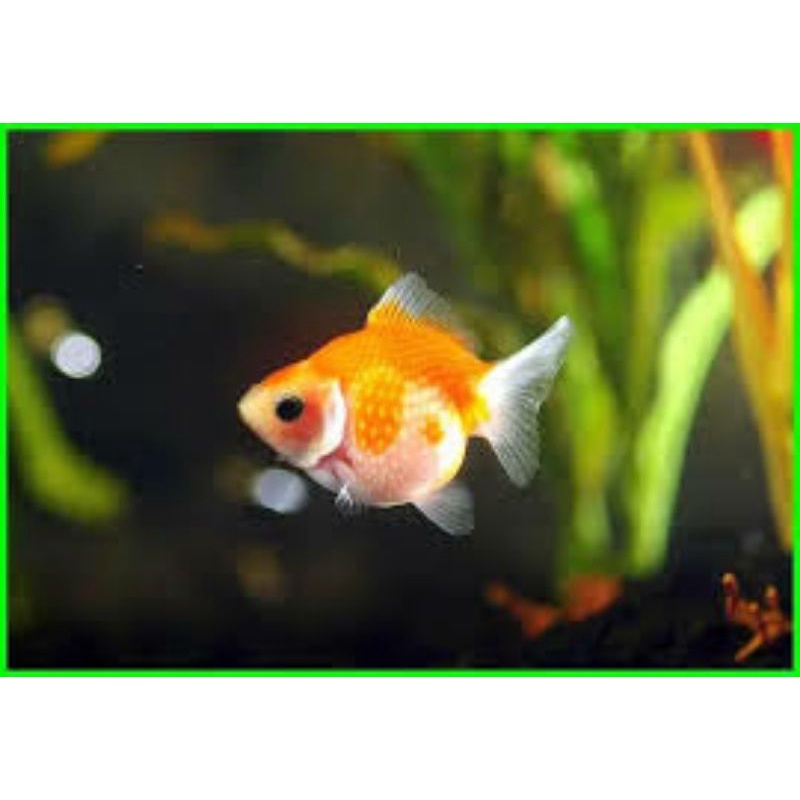 ikan koki mutiara