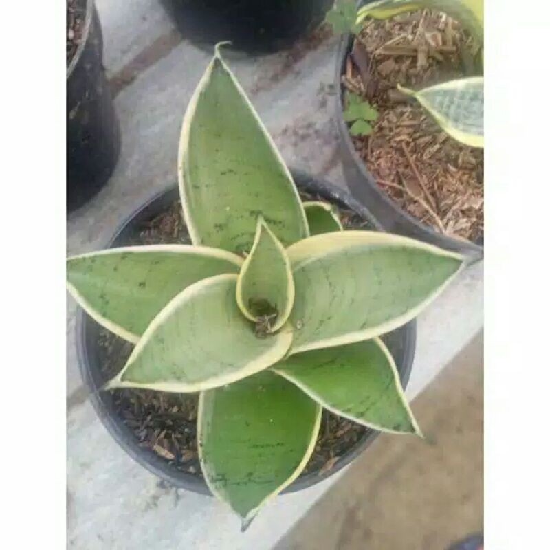 tanaman hias sensiviera hahnii cream