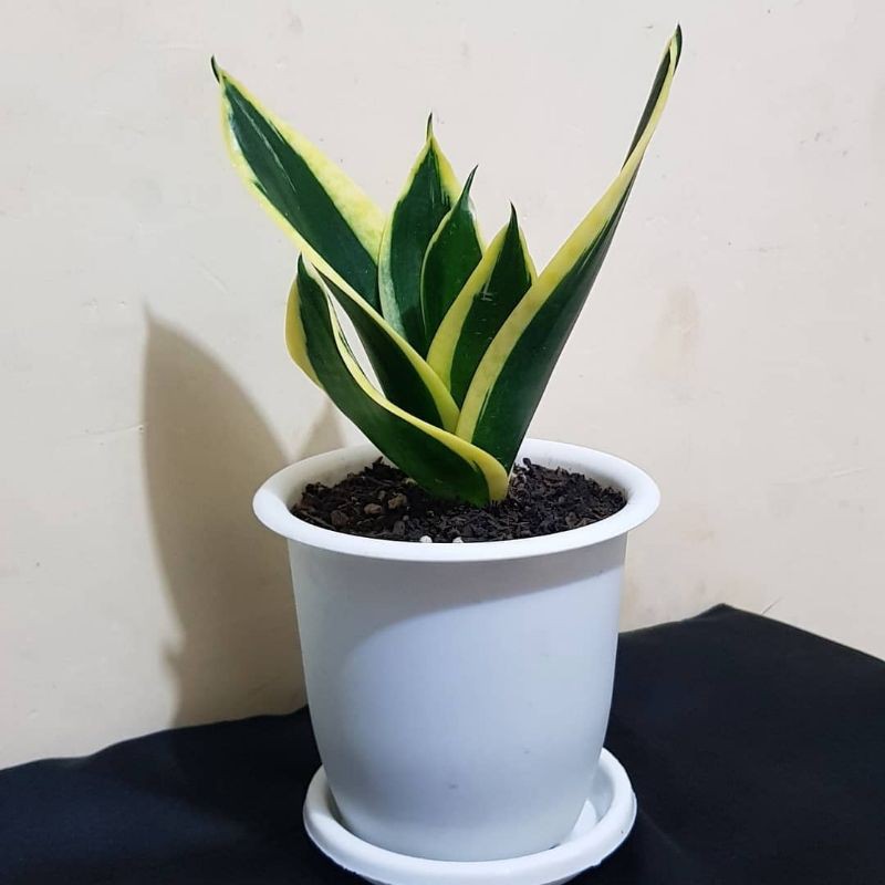 Sansevieria trifasciata 'Jade Dwarf Marginated'