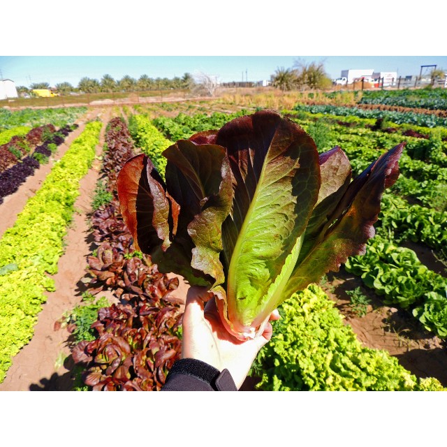 Benih Biji Selada Romaine Cimmaron - Isi 50 biji