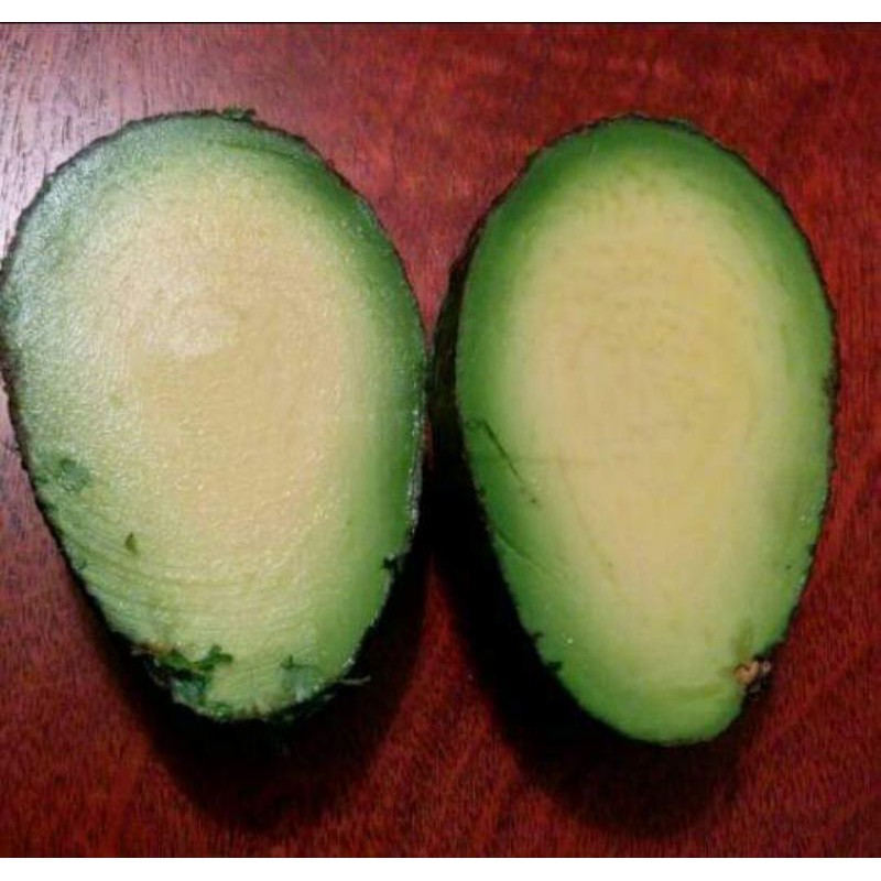 BIBIT ALPUKAT MENTEGA TANPA BIJI SIAP BERBUAH