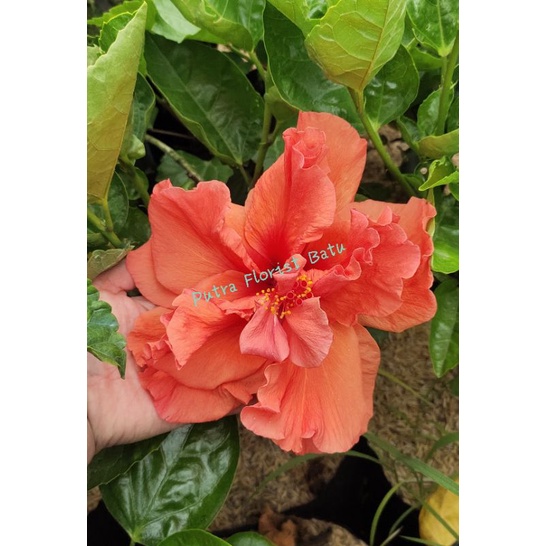 Bibit Tanaman Kembang Sepatu Hibiscus Orange Tumpuk Jumbo