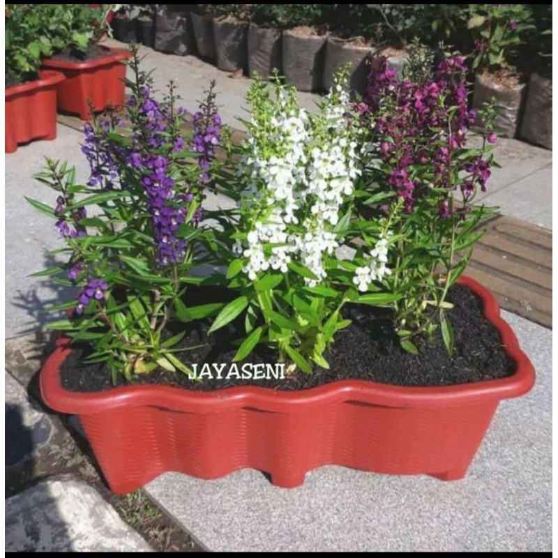 TANAMAN HIAS BUNGA LAFENDER DENGAN POT PANJANG