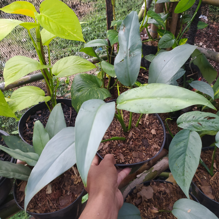 PHILODENDRON GREEN IMPERIAL | TANAMAN RAMBAT PHILO GREEN IMPERIAL