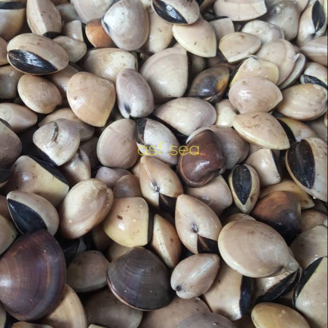 

Kerang tahu