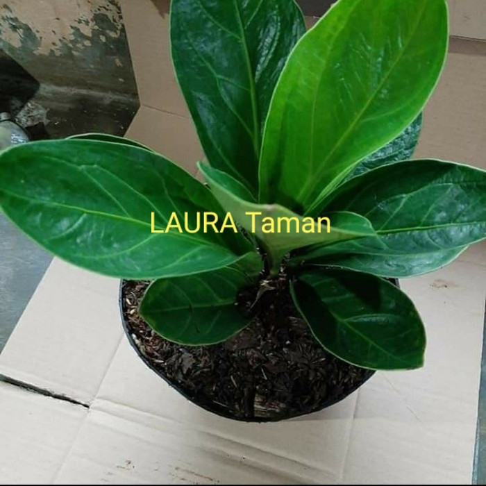 tanaman anturium mangkok/cobra - pohon anturium