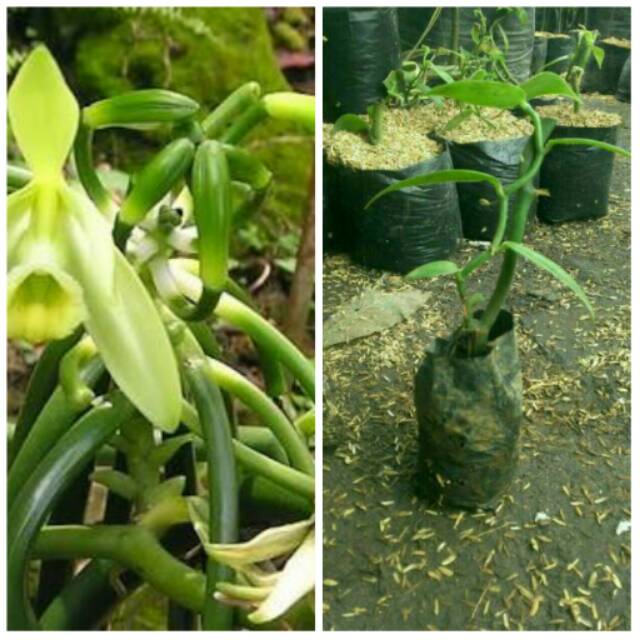 Tanaman Bibit Vanili