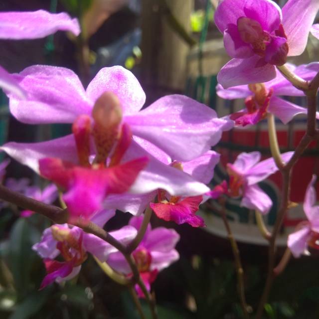 ANGGREK DORITIS SUDAH DEWASA