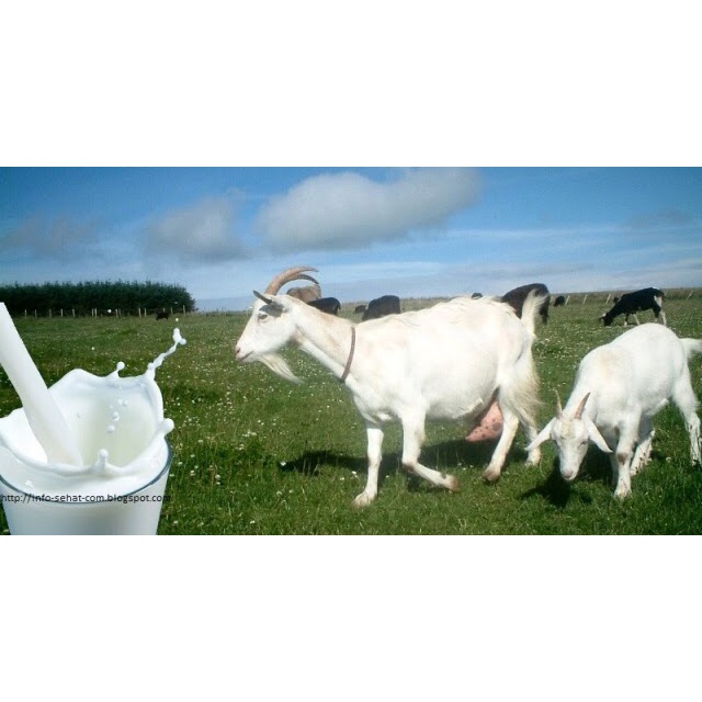 

Susu kambing 100% murni