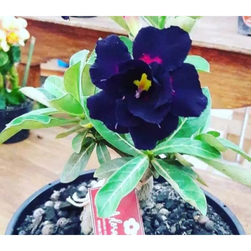 Biji Bunga Kamboja Adenium Purple