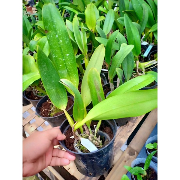 Anggrek Cattleya Dewasa Clone Taiwan