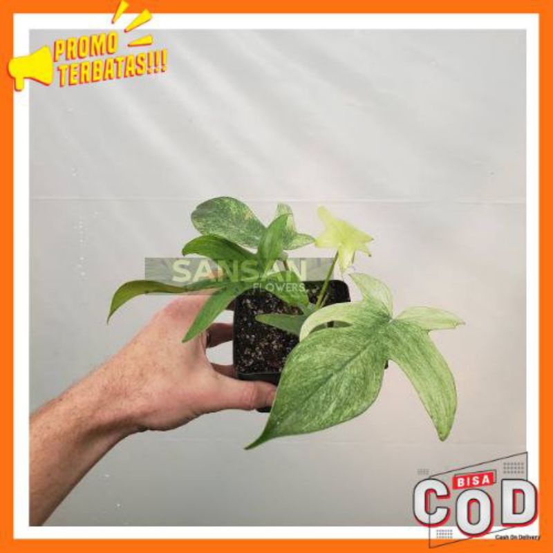 Tanaman Hias Philodendron Florida Ghost / Florida Ghost Size Besar / Philodendron Florida Ghost