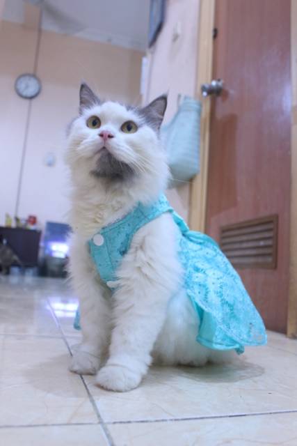 Dress satin renda warna toska untuk kucing dan anjing / baju kucing anjing murah size S-XL