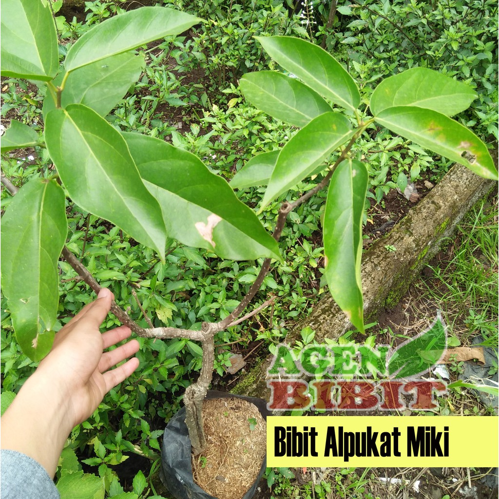 Bibit Buah Alpukat Miki - Tanaman Alpukat - Pohon Alpukat Miki