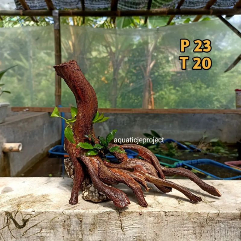 HARDSCAPE TRINIL IKAN CHANNA PREDATOR UK P 25 T 30 KANAN KIRI