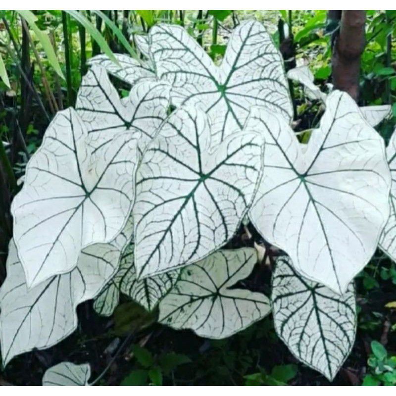 Tanaman Hias Bunga Keladi White Star - Caladium White Tisu