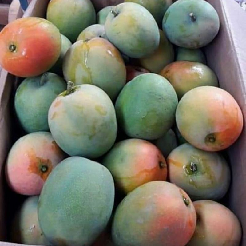 

gedong gincu super asli Indramayu