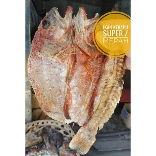 Ikan Asin Sunu Kerapu Merah Super kerapu Totol