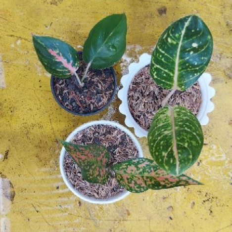 paket anakan aglonema