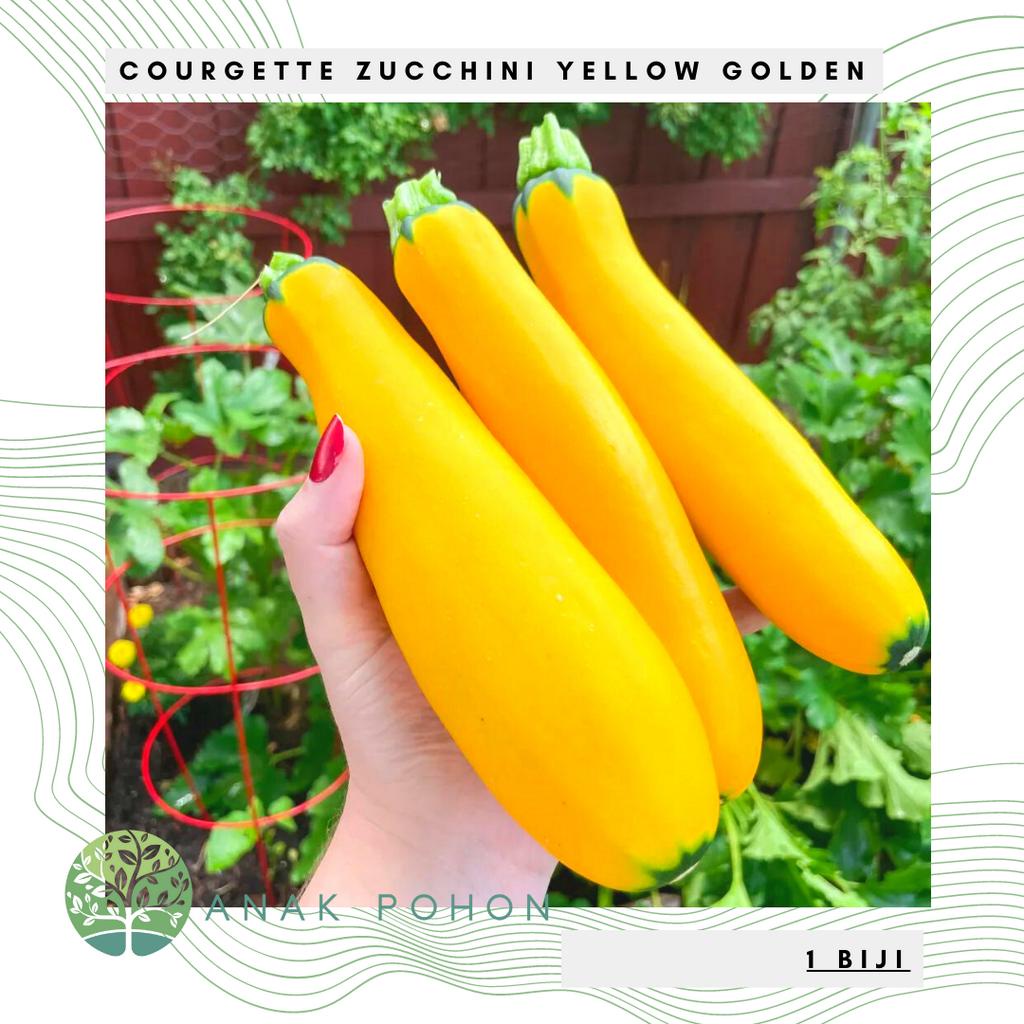 Benih Bibit Biji - Courgette Zucchini Golden / Yellow Zukini Kuning Emas Seeds - IMPORT