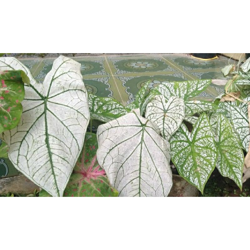 tanaman hias caladium keladi white (umbi/bonggol)