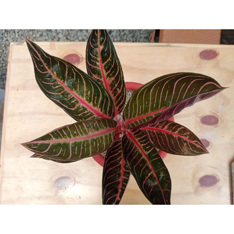 Aglonema Red sumatra / remaja