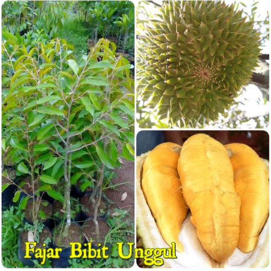 Bibit Durian Musangking Asli