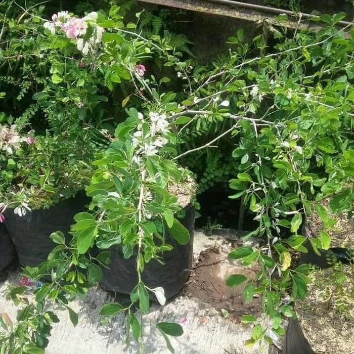 Bibit tanaman buah asam belanda atau asam keranji kranji asam manis