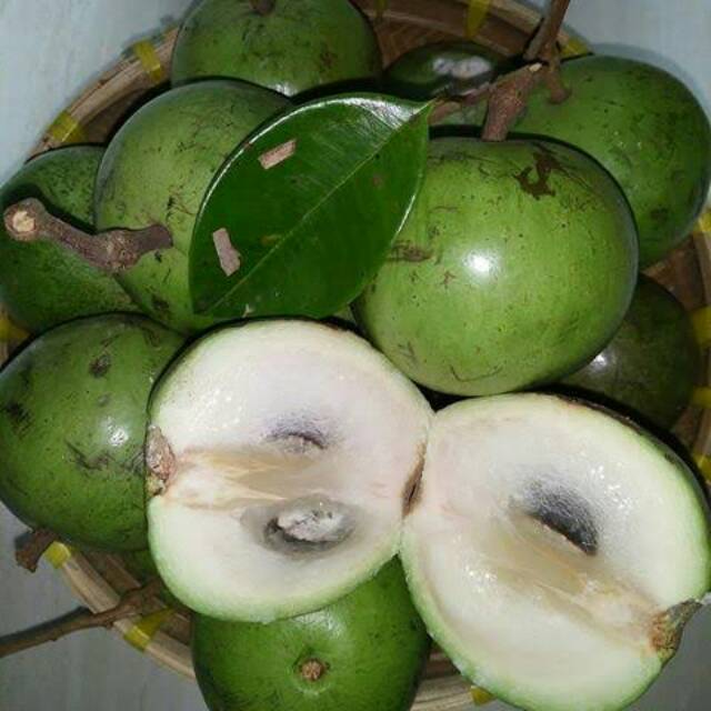 Bibit Kenitu Hijau Lokal/Buah Susu/Bibit Genitu