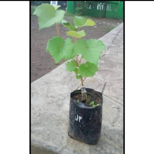 Bibit Anggur Import MUSCAT BRILIANT Grafting