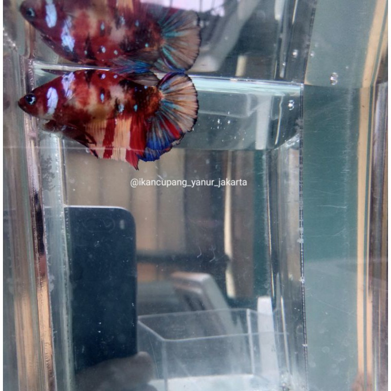 

ikan cupang Nemo multicollour galaxy(realpict)soldout