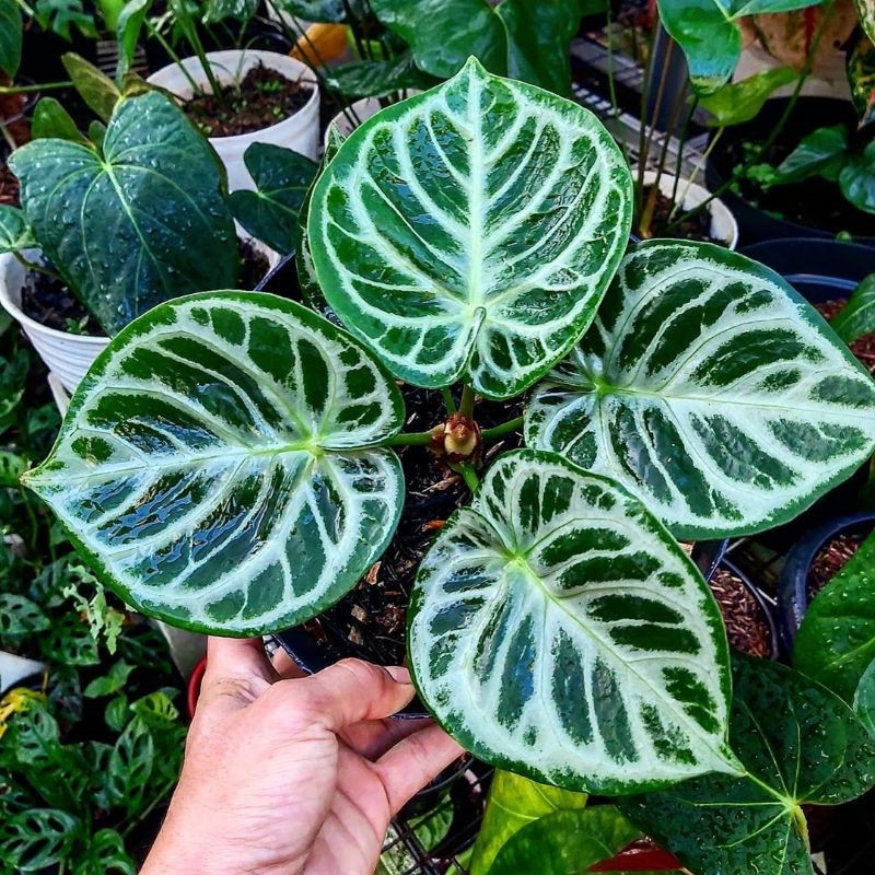 Kuping Gajah mangkok dorayaki